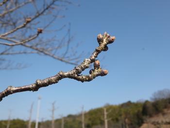 不動川の桜のつぼみ