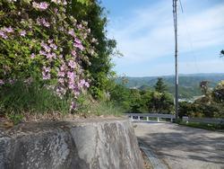 海住山寺のツツジ