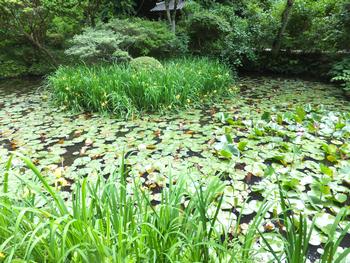 岩船寺の池に咲くキショウブとスイレン