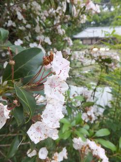 カルミア（アメリカシャクナゲ）の花