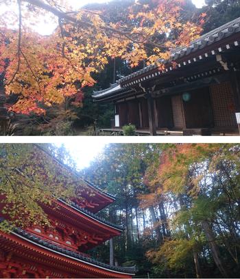 岩船寺紅葉