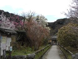 浄瑠璃寺