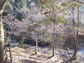 山城町森林公園の梅