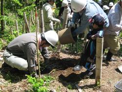 クヌギの植樹作業の写真