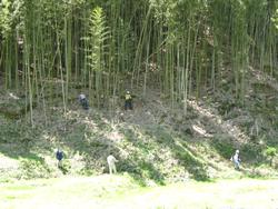 竹の間伐作業の写真