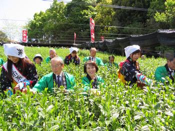 Uji Tea Harvest 02