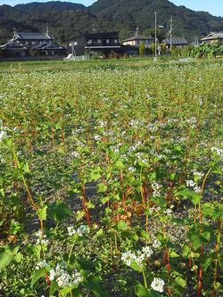 そばの花　恭仁宮　1009