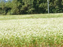 10月16日　恭仁京　ソバの花