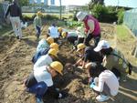 収穫体験の様子2