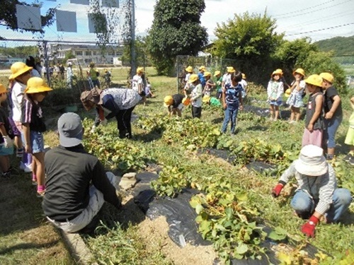 収穫体験の授業補助の様子3